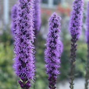 Blazing Star by Tamara Dimitri