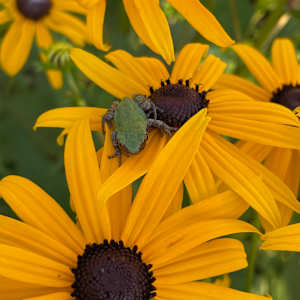 Black-Eyed Susan by Tamara Dimitri