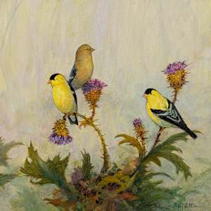 American Goldfinch II by Floy Zittin