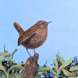 Pacific Wren by Floy Zittin