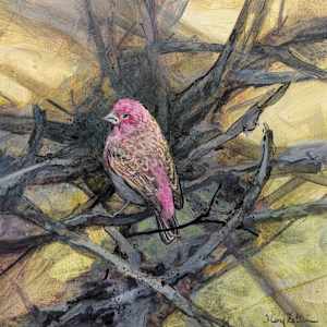 Purple Finch by Floy Zittin