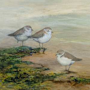 Snowy Plover by Floy Zittin