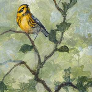 Townsend's Warblers by Floy Zittin, Image 1.