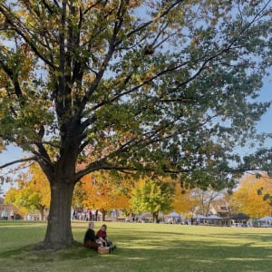 Under the Tree by Anat Ambar 