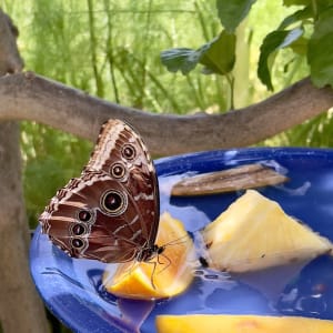 Meal Time by Anat Ambar 