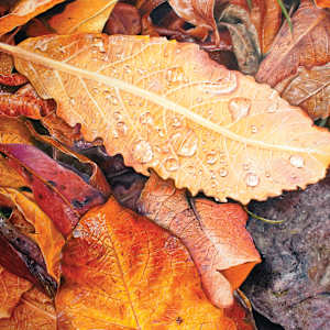 Rest by Heather Bradbury, Image 1.