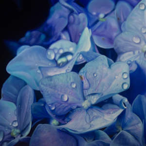 Garden of Gratitude by Heather Bradbury, Image 1.