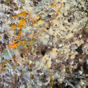 Lapses by Helen Keen  Image: Closeup 