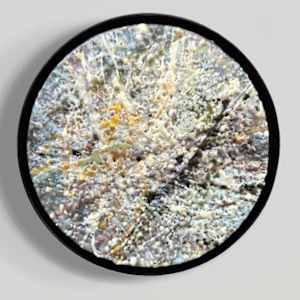 Lapses by Helen Keen