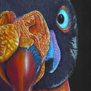PatternEyes Series - King Vulture by Lori Corbett