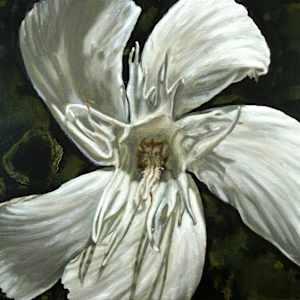 White Oleander by Gail Roberts, Image 19.