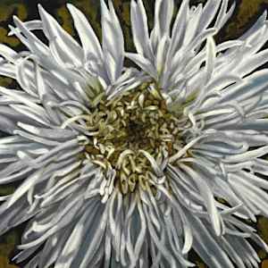 Shasta Daisy by Gail Roberts, Image 3.