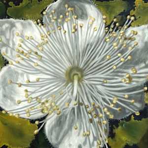 True Myrtle by Gail Roberts, Image 11.