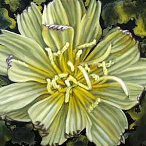 Wild Prickly Lettuce by Gail Roberts, Image 5.
