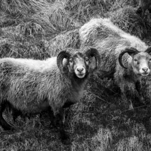 Brogue in Fields by Gabriela Almeida Ribeiro