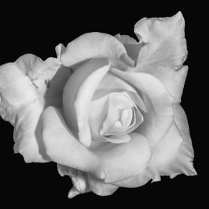 Rosette #1 by Gabriela Almeida Ribeiro