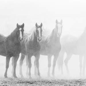A Brief Encounter with the Untamable by Ruth Delaney, Image 1.