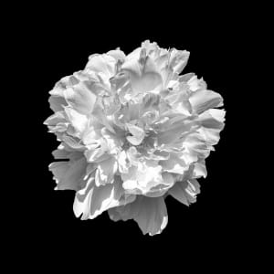 Peony by Gabriela Almeida Ribeiro