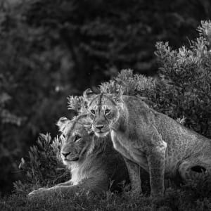 Pride by Gabriela Almeida Ribeiro