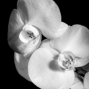 Orchidia Lumin 1/10 by Gabriela Almeida Ribeiro