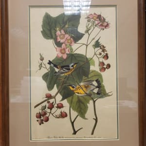Black and Yellow Warbler by John James Audubon, Robert Havell Jr.