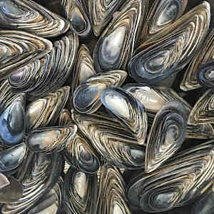 Mussels on Tray by Jody Cukier