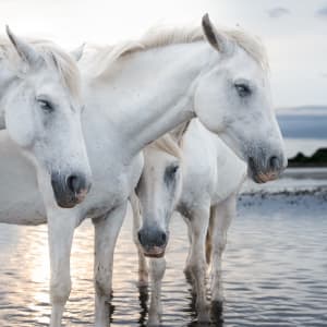 "Can I Help You?" by Dee McMeekan, Image 1.