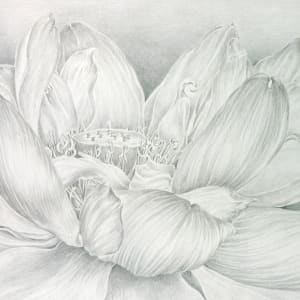 Lotus Blossom by Eileen Baumeister McIntyre