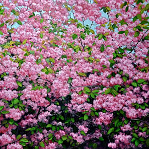 Morning in the Garden by David Peikon 