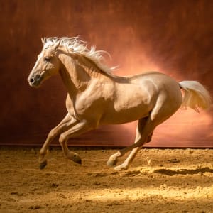 Airborne by Dee McMeekan