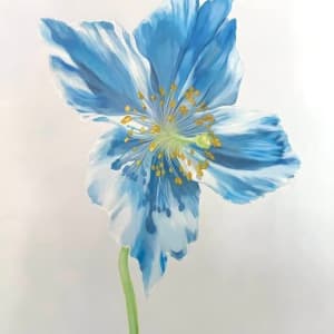 Himalayan Blue Poppy by Jean Marie Bucich