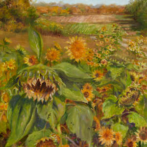 Sunflowers at Young's Farm by Denise Franzino