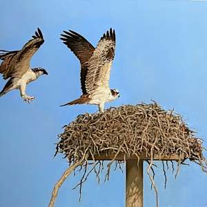 The Nest by David Peikon, Image 1.