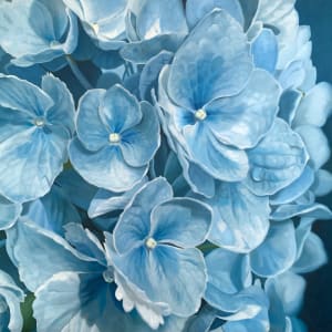 HAMPTONS HYDRANGEA by Jean Marie Bucich