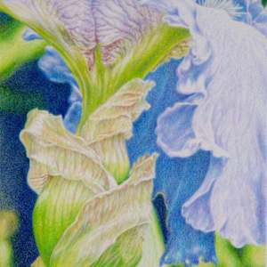Iris by Eileen Baumeister McIntyre, Image 1.