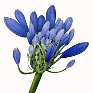 Unfurling by Stephanie Lawing, Image 11.