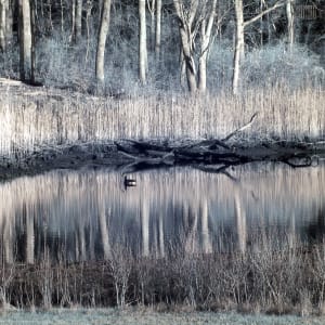 Reflections by Susan Saunders