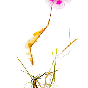 SeaFlora 269 by Amanda McCauley