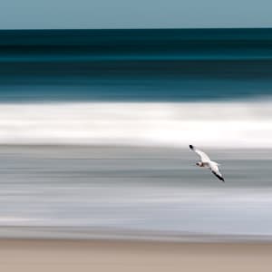 Hovering Seagull by Andy Small