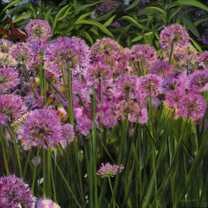 The Alliums by Hillary Serota Needle, Image 1.