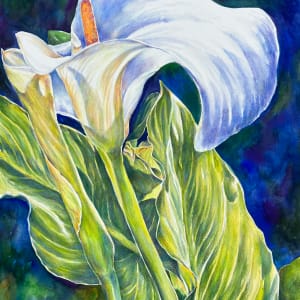 White Calla by Eileen Baumeister McIntyre