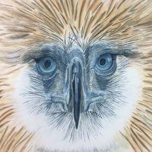 Philippine Eagle 2 by Pamela Conley