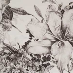 Serenade by Paula Huser