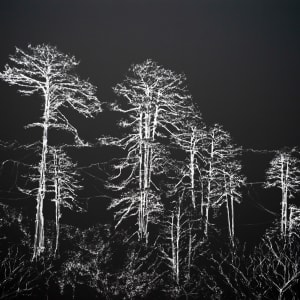 Dochula Pass, Bhutan (Text: Paris Climate Accord) by Helen Dennis Studio