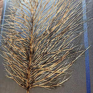 Rooted Reset (26.9) by Cie Hoover, Image 2.