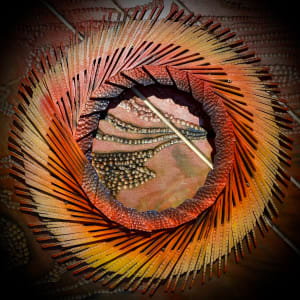 Iridescence by Cie Hoover 
