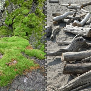 Moss and Driftwood, Joined by Fletcher Hayes