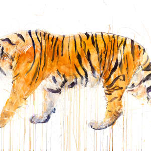 Tiger Walking by Dave White
