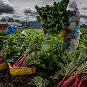 Harvesting Rhubarb by Craig J. Barber