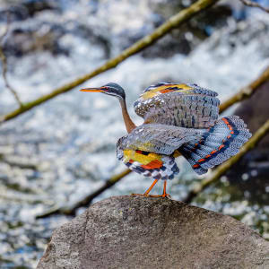 Sunbittern by Glenn H. Chambliss